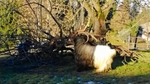 Stinketiere - Ja, was riecht den da so?