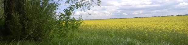 DNF beim Innsbrucker Stadtlauf – Da biss auch das Squirrel den Faden nicht mehr&nbsp;ab