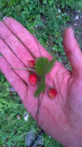 Beeren aus dem Wald